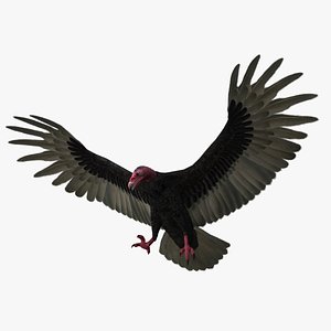 Cathartes Aura 'Turkey Vulture'