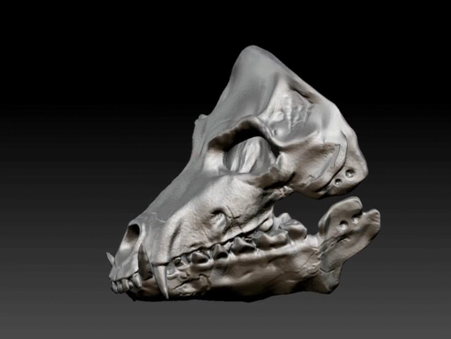 Fursuit Mask Wolf Skull 3D Model - TurboSquid 2248855