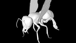 bee low