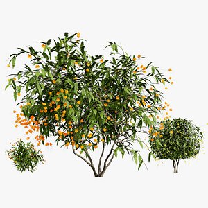 Detailed Tropical Tree Asset 3D model