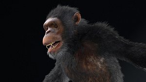 Chimpanzee Hair Fur Rigged