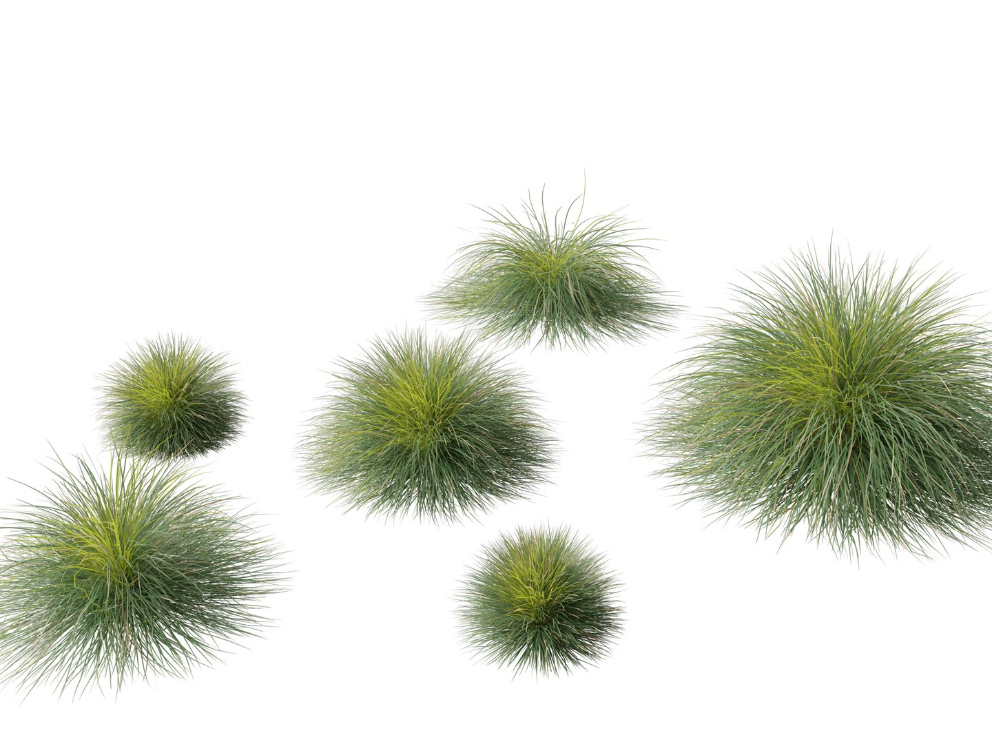 3D Model Lomandra Confertifolia Seascape - Mat Rush - TurboSquid 2174260