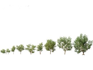 Styphnolobium japonicum - Japanese pagoda tree 01