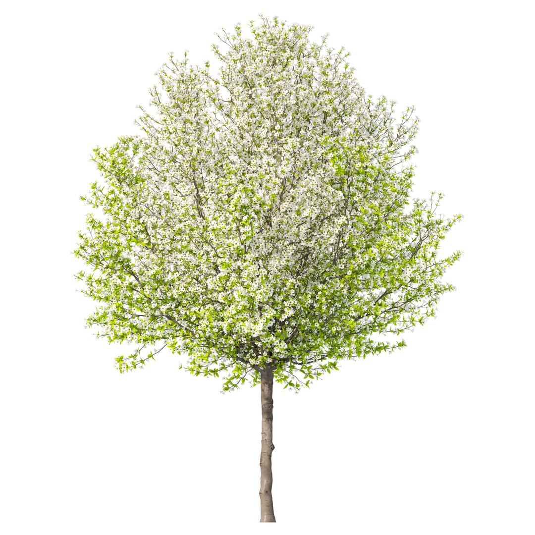 3D Model Pear Tree 04 - TurboSquid 2408955
