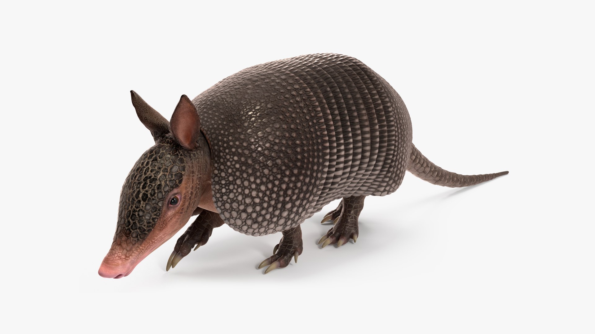 Armadillo Black Rigged for Maya 3D model preview