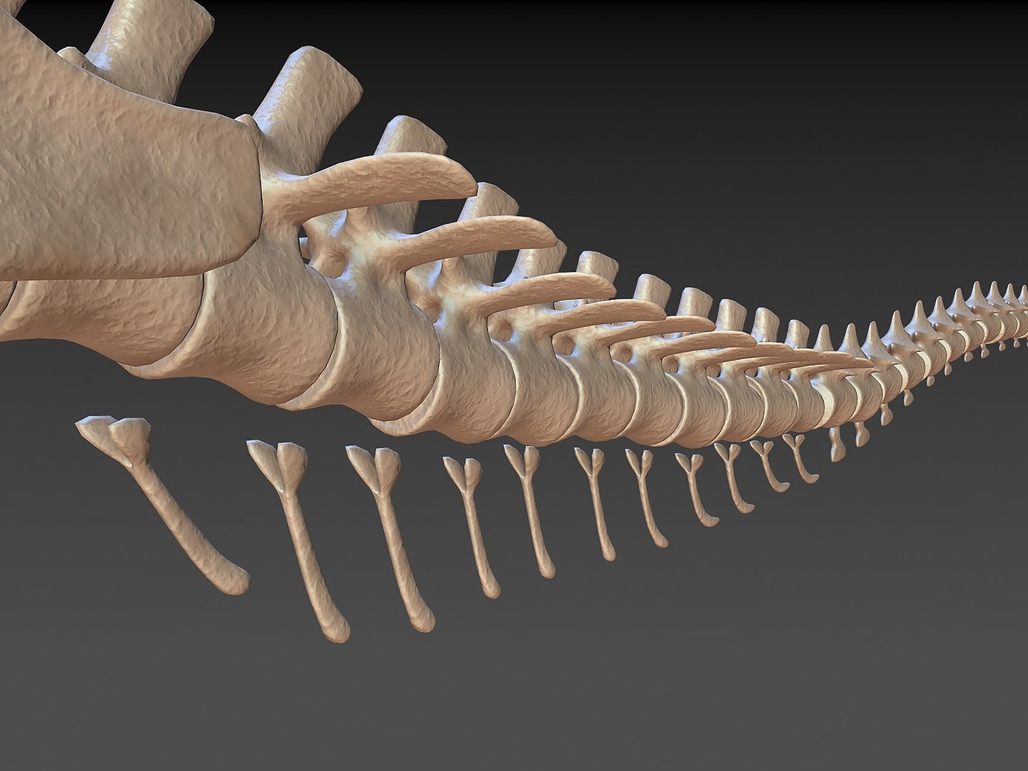 18 in1 dino skeleton model https://p.turbosquid.com/ts-thumb/6V/n9ziu7/3h/r04/jpg/1739635844/1920x1080/fit_q87/7f4adc7fab5833f2ee3b8c5bc7cb6cb573f981b4/r04.jpg