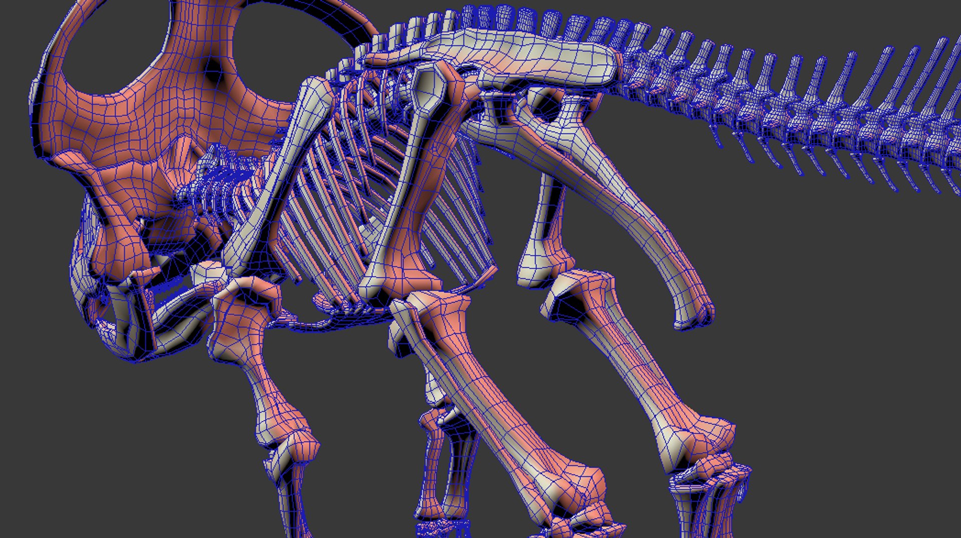 Включи скелет 3. Скелет 3ds Max. Протоцератопс скелет. Cube skelet 3d. 3 Скелета.