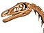 Collezione Dino scheletro 20 in1