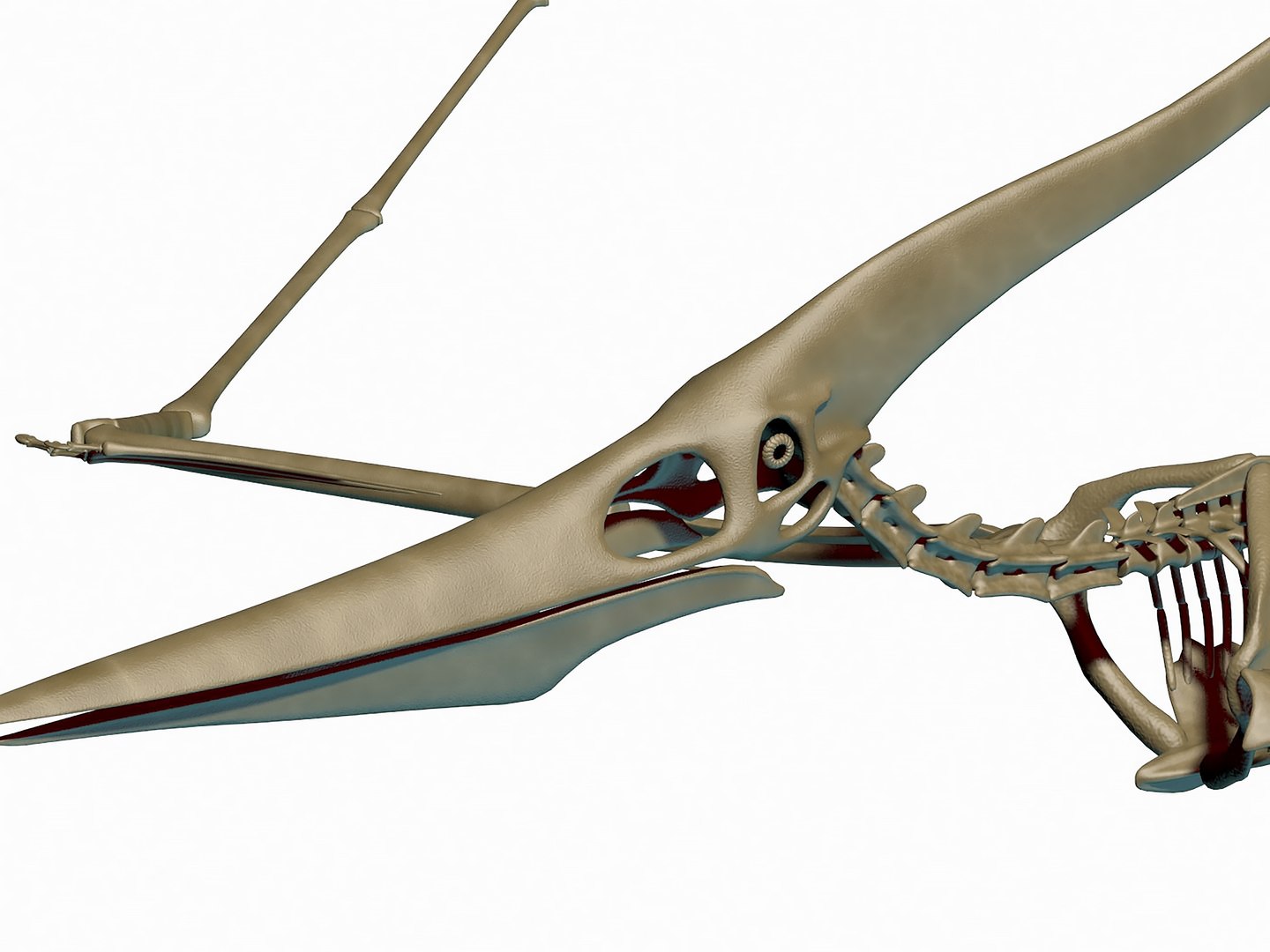 18 in1 dino skeleton model https://p.turbosquid.com/ts-thumb/6V/n9ziu7/BU/r066/jpg/1739636795/1920x1080/fit_q87/7f2d80aa8fb5b4f0df23cf26607c61506f114052/r066.jpg