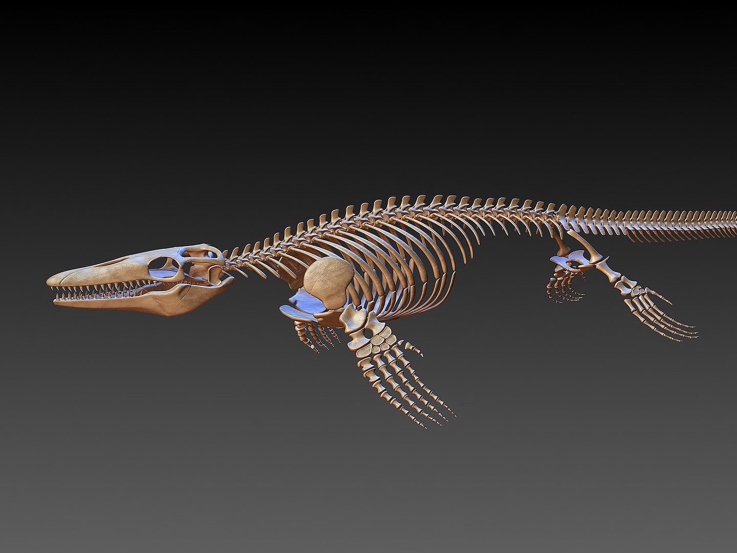 18 in1 dino skeleton model https://p.turbosquid.com/ts-thumb/6V/n9ziu7/Mj/r022/jpg/1739636058/1920x1080/fit_q87/021cf27df50045a04fc41f1114036825af31a0d3/r022.jpg
