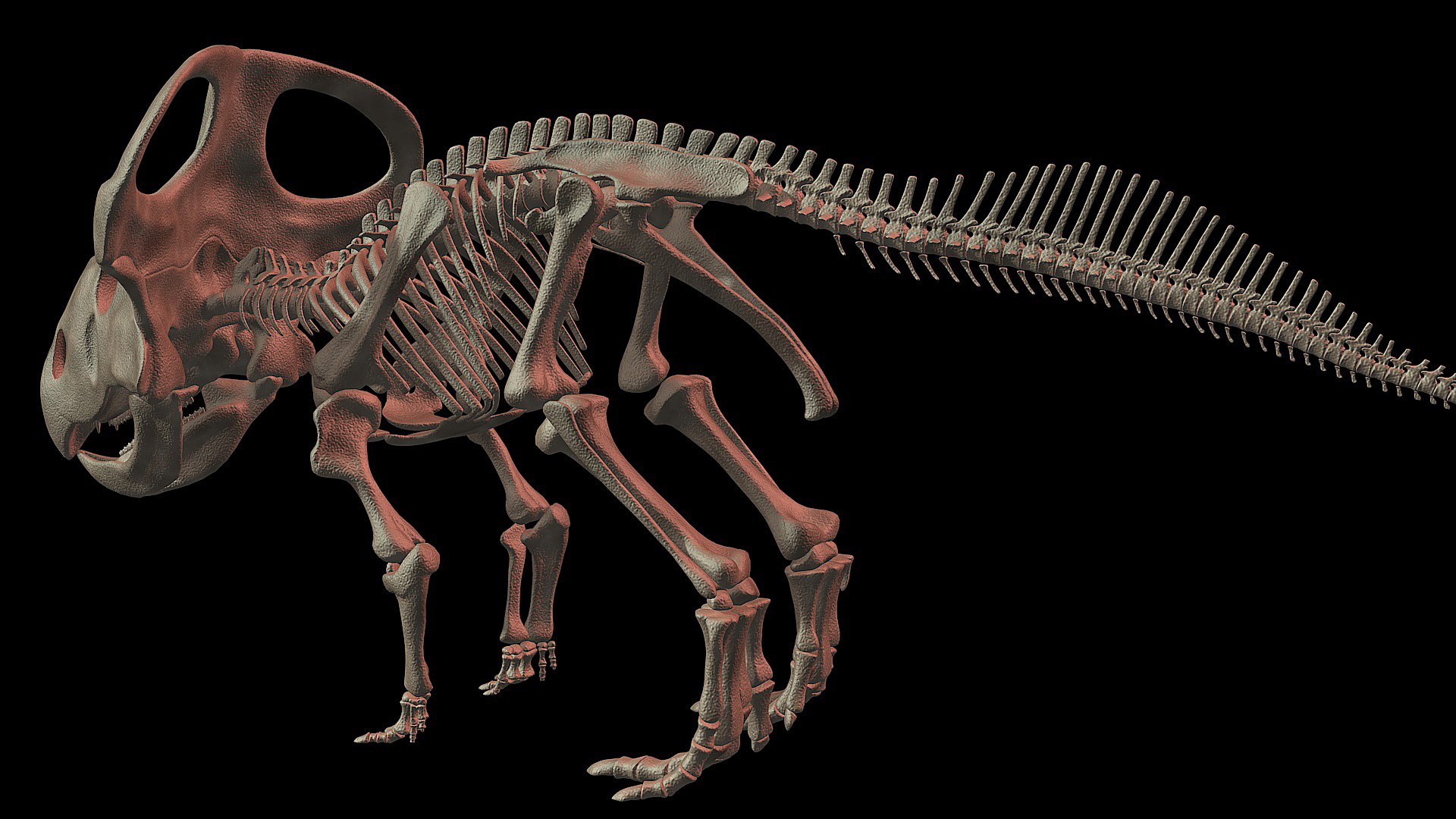 Скелет 3д. Кат скелет 3d Max walk. Скелет волка 3d. Скелет 3 d model. Скелетная 3d модель деталей.