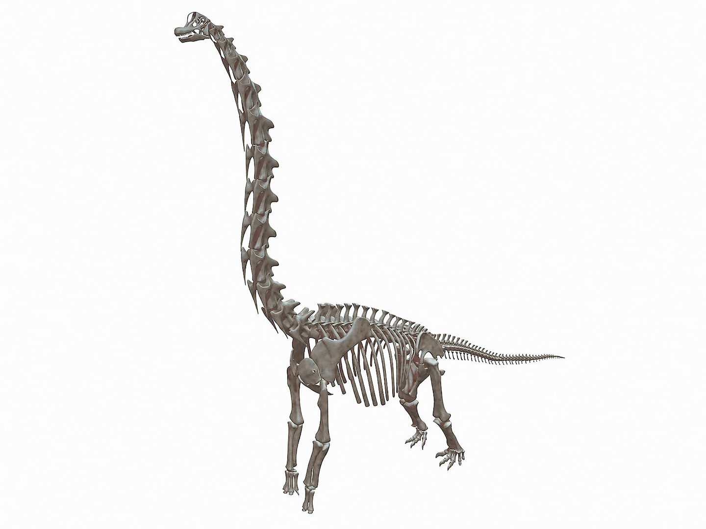 18 in1 dino skeleton model https://p.turbosquid.com/ts-thumb/6V/n9ziu7/Py/r034/jpg/1739636252/1920x1080/fit_q87/4157e0882821d9b805dd4a30ca5c6f5024e84d97/r034.jpg