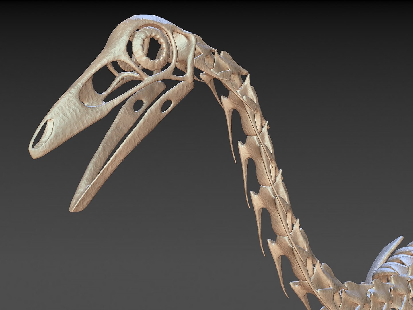 18 in1 dino skeleton model https://p.turbosquid.com/ts-thumb/6V/n9ziu7/Sg/r02/jpg/1739635842/1920x1080/fit_q87/9bfa68adfe5a7845ffa1ed8f68de93cdaedb0a0d/r02.jpg