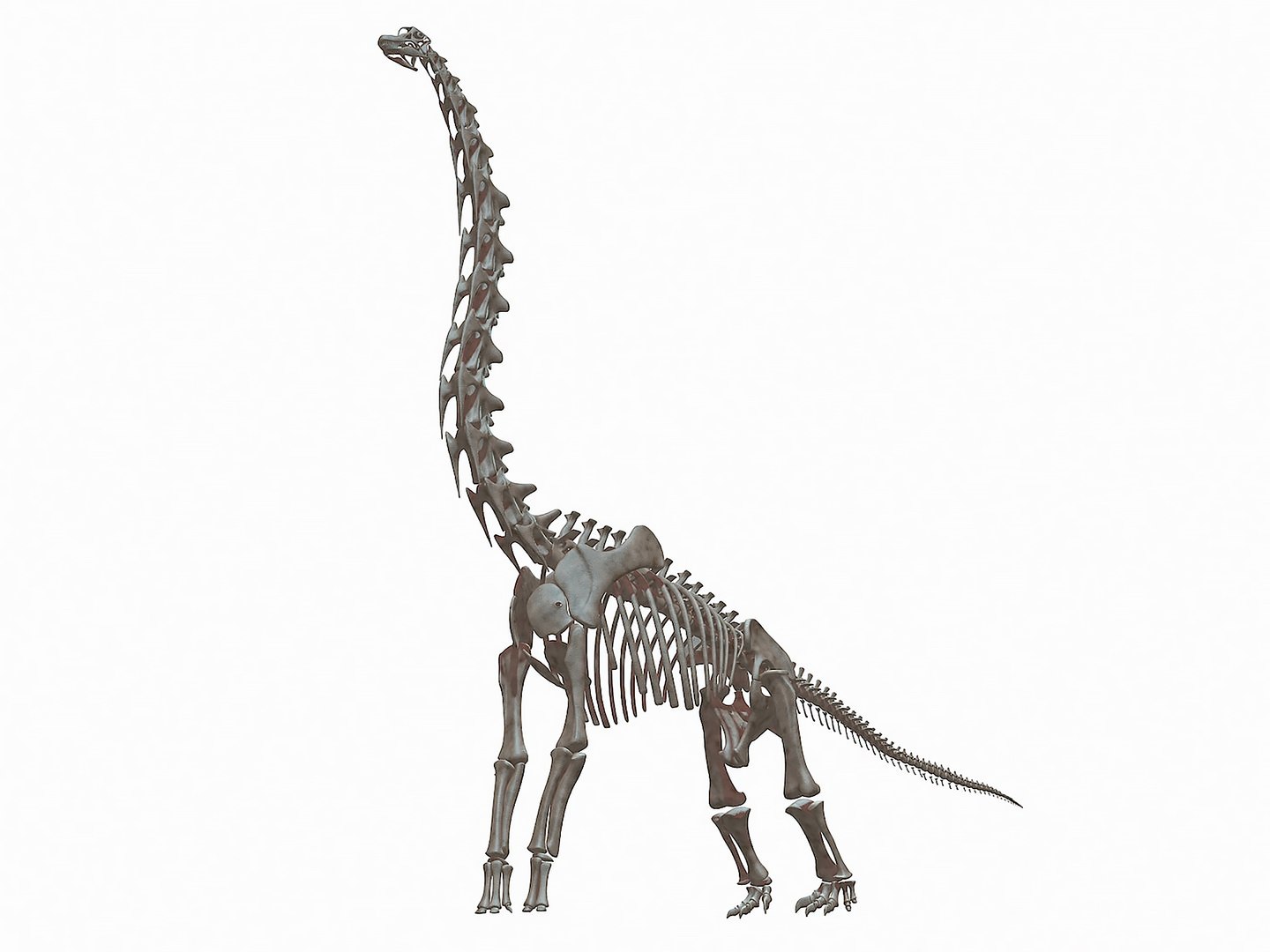 18 in1 dino skeleton model https://p.turbosquid.com/ts-thumb/6V/n9ziu7/Wd/r044/jpg/1739636253/1920x1080/fit_q87/7a320ebc7b2124bad8ebdf0b0909ed0829abca64/r044.jpg