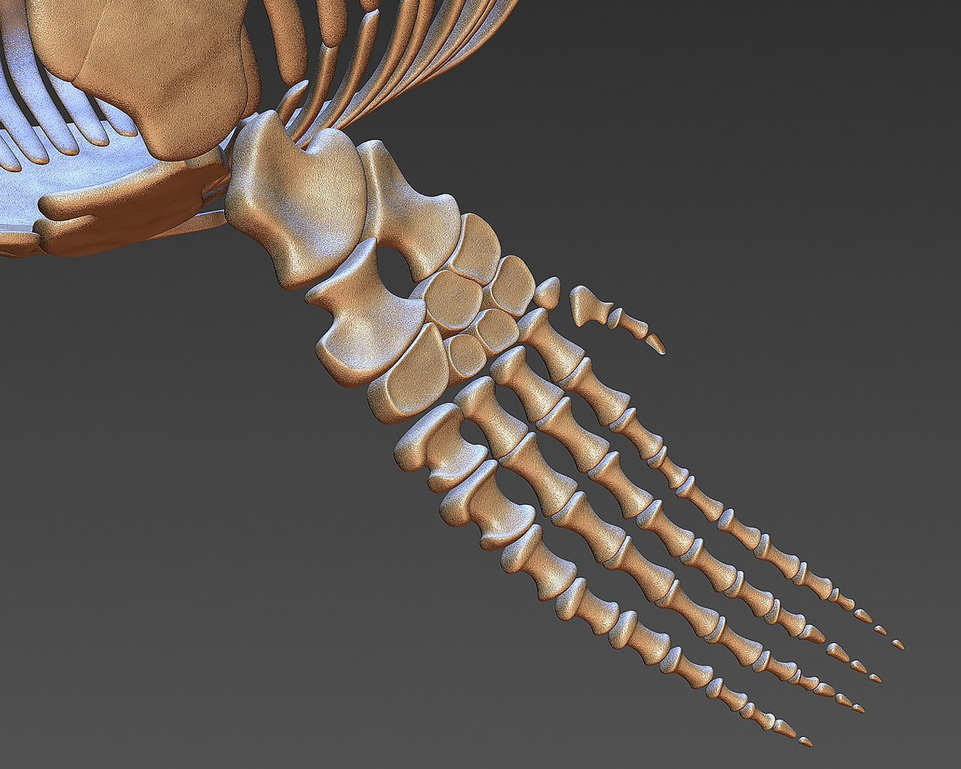 18 in1 dino skeleton model https://p.turbosquid.com/ts-thumb/6V/n9ziu7/bU/r07/jpg/1739636076/1920x1080/fit_q87/8532ad6d19bb705d764f65525861b0c03e557347/r07.jpg