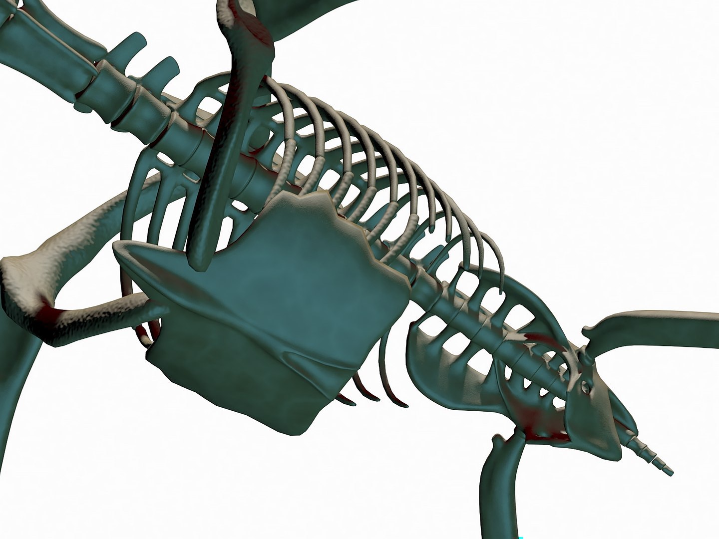 18 in1 dino skeleton model https://p.turbosquid.com/ts-thumb/6V/n9ziu7/cd/r074/jpg/1739636797/1920x1080/fit_q87/4700ce883152d9c011af5f06076b4307bea32d41/r074.jpg