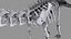 Collezione Dino scheletro 20 in1