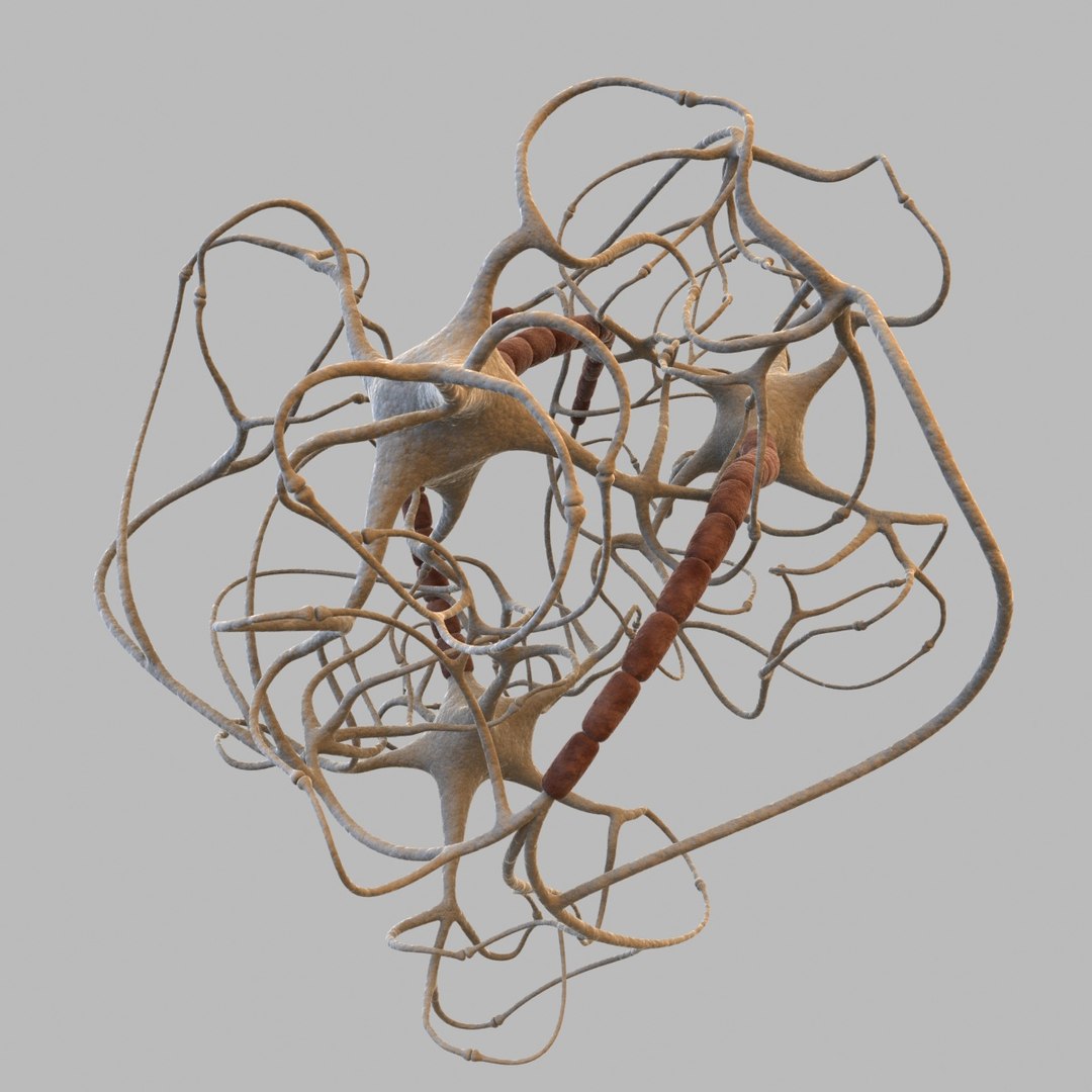 3d Neural Neurons Model