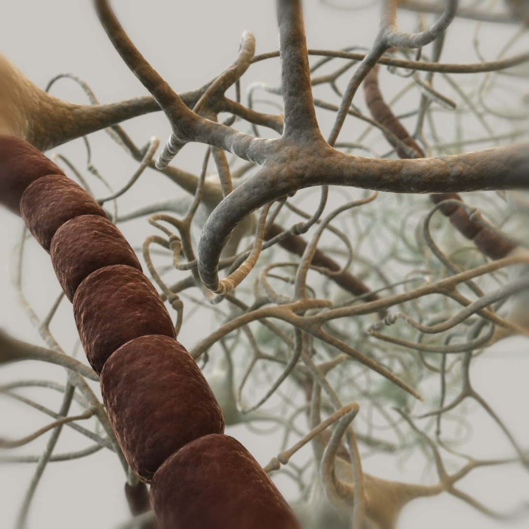 3d Neural Neurons Model