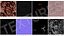 Containing Demon Fetus Capsule Blue