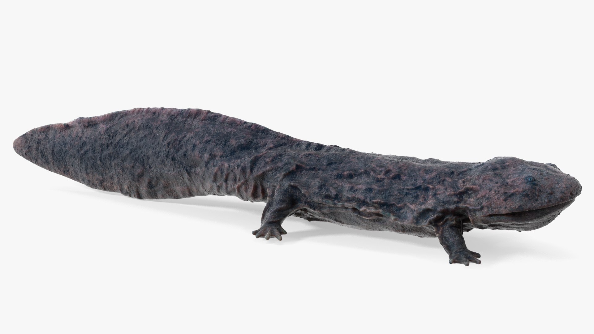 Salamander Dark Wet 3D model preview