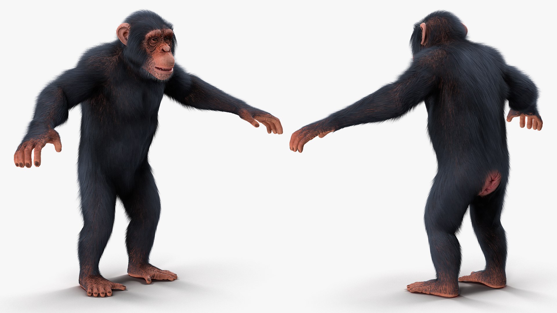 3D chimpanzee t-pose light fur animal - TurboSquid 1441049