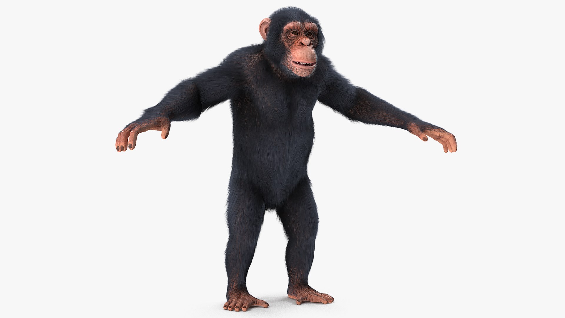 Chimpanzee T-Pose Light Fur 3D model preview