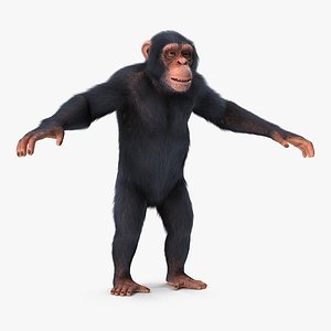 3D chimpanzee t-pose light fur animal
