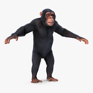 Chimpanzee T-Pose Light Fur