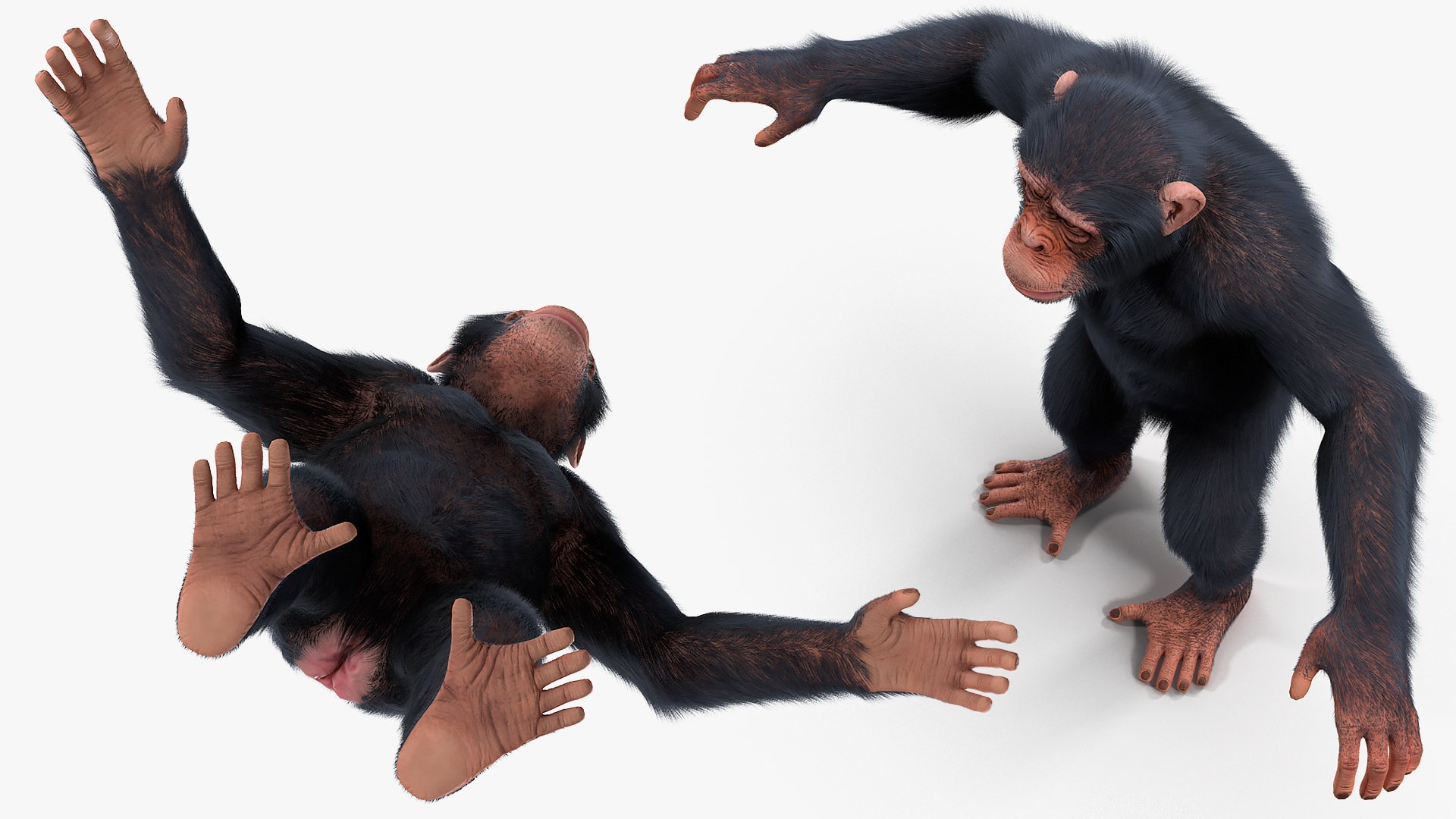 3D chimpanzee t-pose light fur animal - TurboSquid 1441049