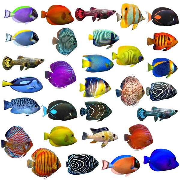 Grands poissons : 454 821 images, photos de stock, objets 3D et images  vectorielles