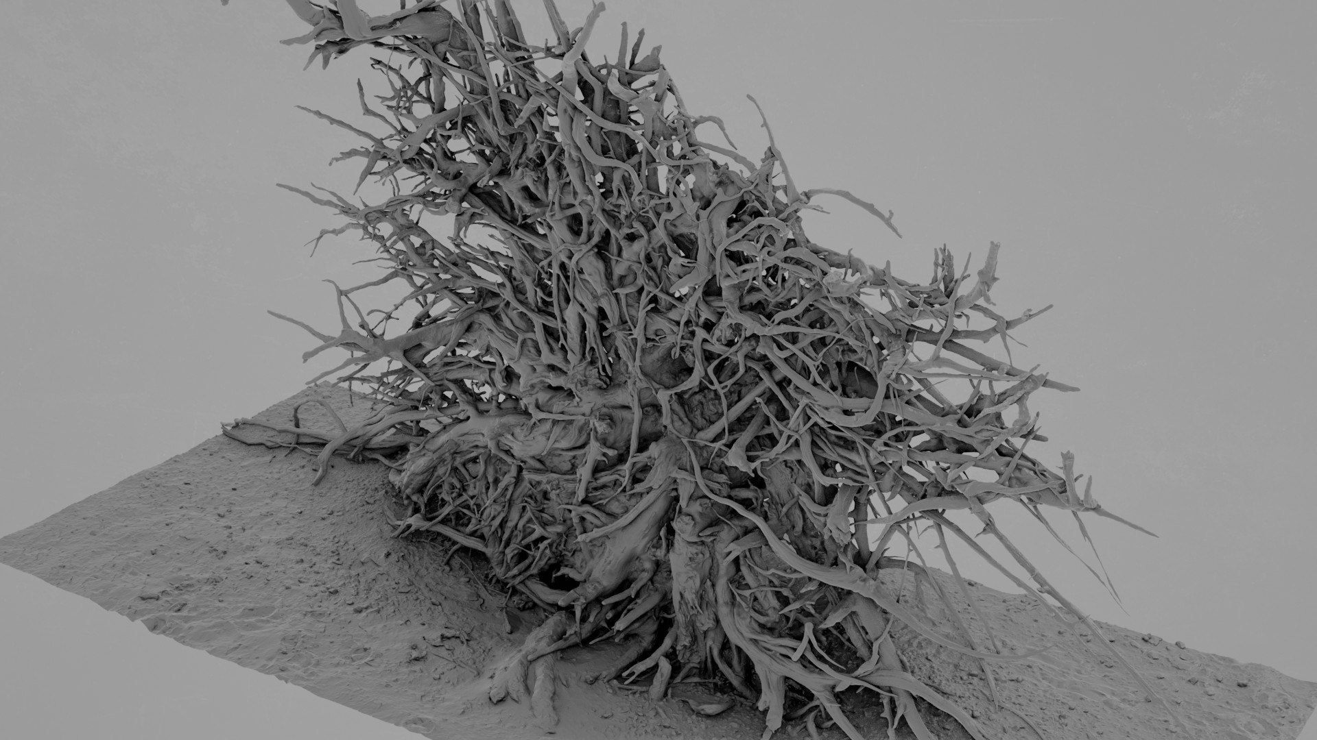 3D Dead Tree 011 - TurboSquid 2370881