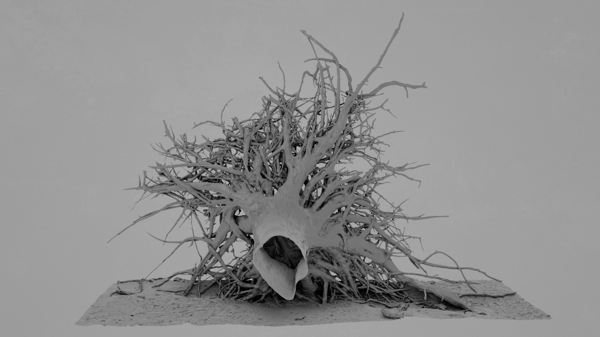 3D Dead Tree 011 - TurboSquid 2370881