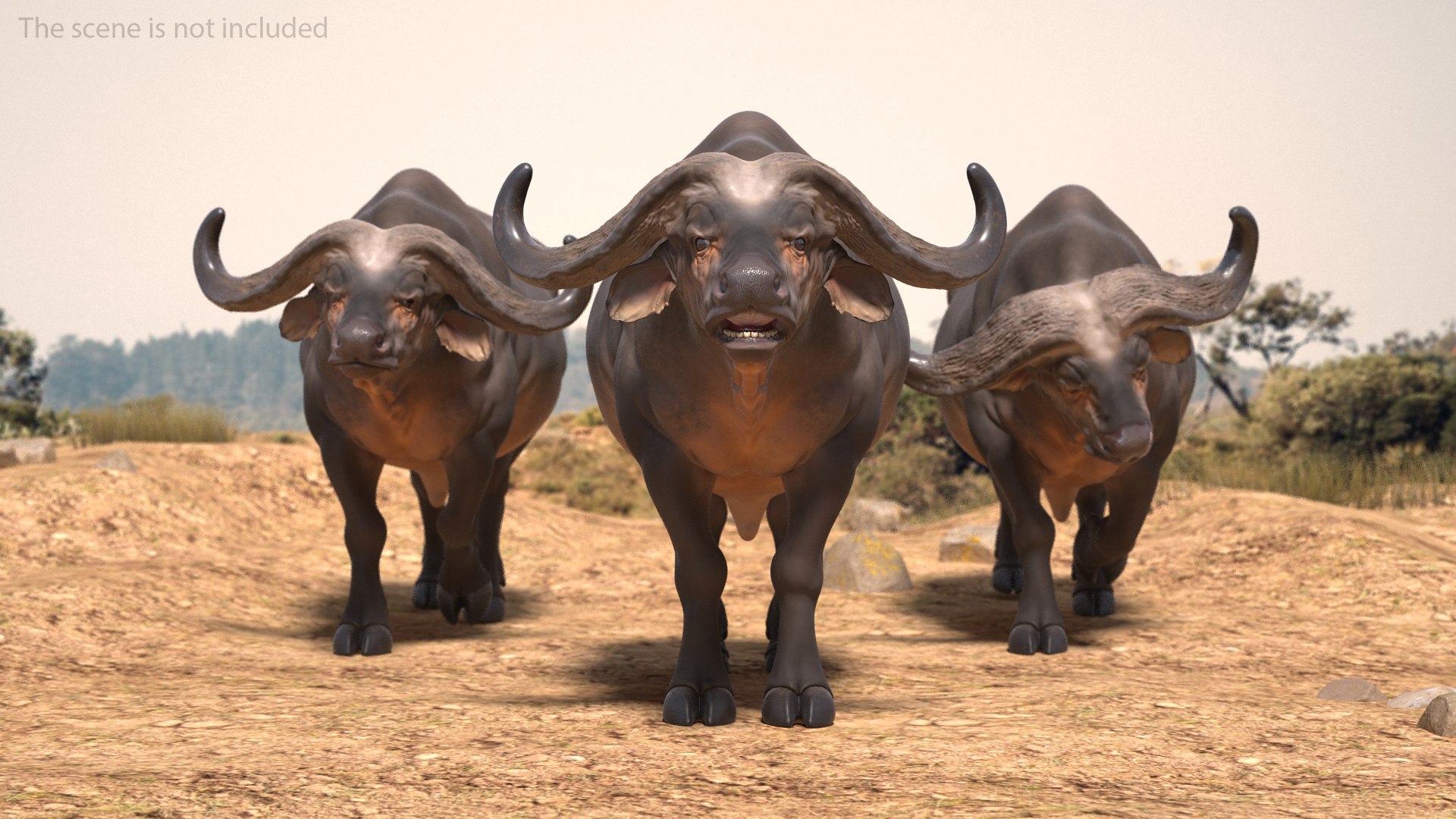 3D cape buffalo african rigged animal https://p.turbosquid.com/ts-thumb/6W/1l8I46/8KkRJgpe/capebuffaloafricanbuffalorigged3dmodel002/jpg/1590712755/1920x1080/fit_q87/c6c6a1e593e38ef2e13a5d7c8613174a195673c9/capebuffaloafricanbuffalorigged3dmodel002.jpg