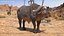 Cape Buffalo African Buffalo Rigged