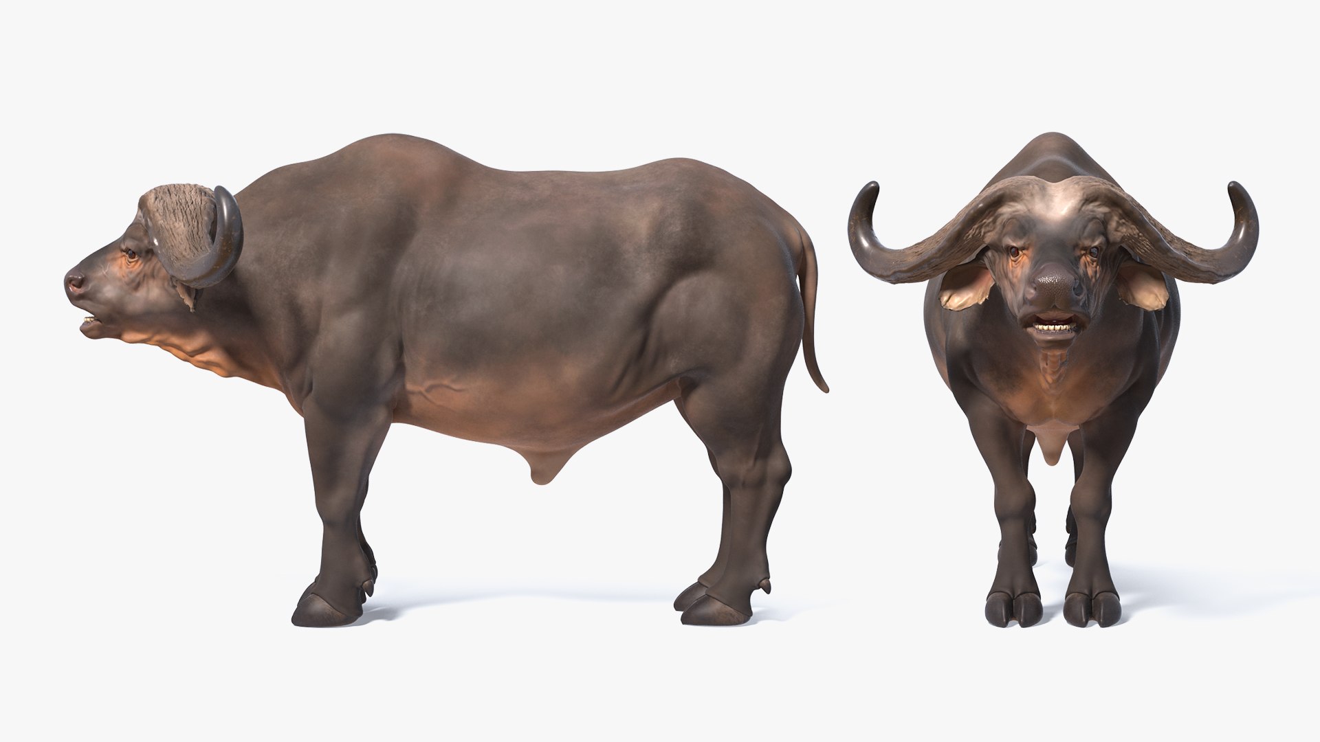 3D cape buffalo african rigged animal https://p.turbosquid.com/ts-thumb/6W/1l8I46/UGugWUOw/capebuffaloafricanbuffalorigged3dmodel008/jpg/1590712809/1920x1080/fit_q87/8bb6e3af041492df586311d983b25483349fd29c/capebuffaloafricanbuffalorigged3dmodel008.jpg