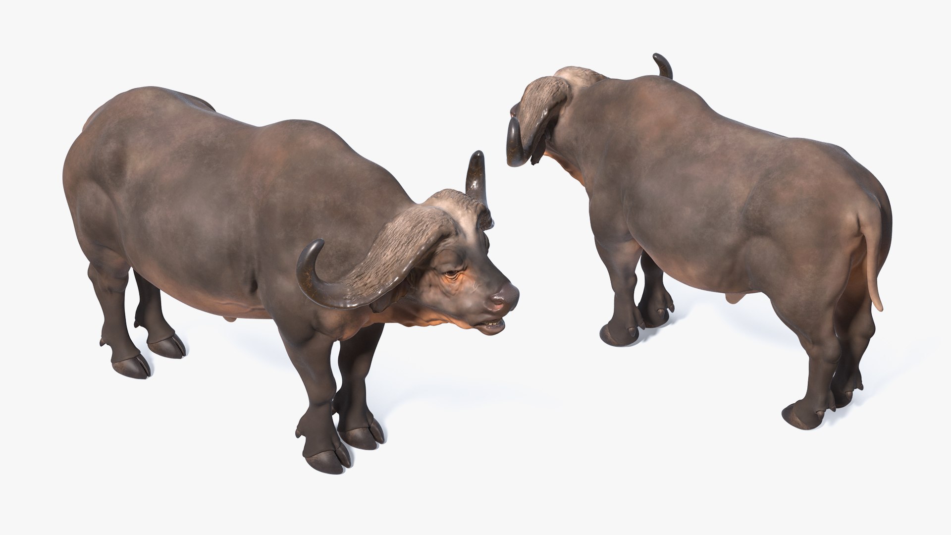 3D cape buffalo african rigged animal https://p.turbosquid.com/ts-thumb/6W/1l8I46/UrfENIfA/capebuffaloafricanbuffalorigged3dmodel009/jpg/1590712818/1920x1080/fit_q87/50dad81e17d179f0045d03292f4aa177064b1fb9/capebuffaloafricanbuffalorigged3dmodel009.jpg
