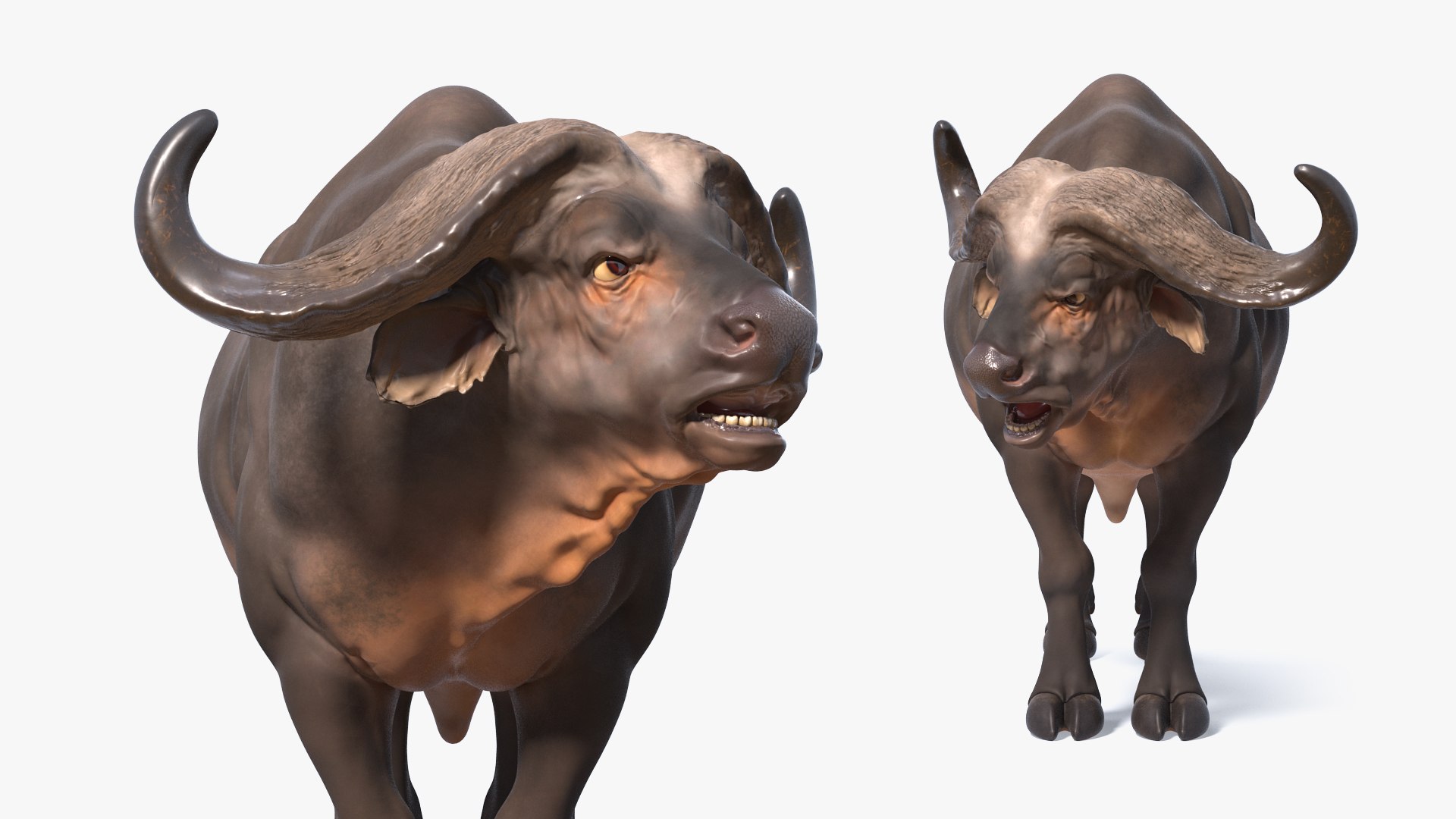 3D cape buffalo african rigged animal https://p.turbosquid.com/ts-thumb/6W/1l8I46/XVe2td4s/capebuffaloafricanbuffalorigged3dmodel012/jpg/1590712844/1920x1080/fit_q87/409dee8dc641c23afd3fd60a518dfba2a0e78854/capebuffaloafricanbuffalorigged3dmodel012.jpg