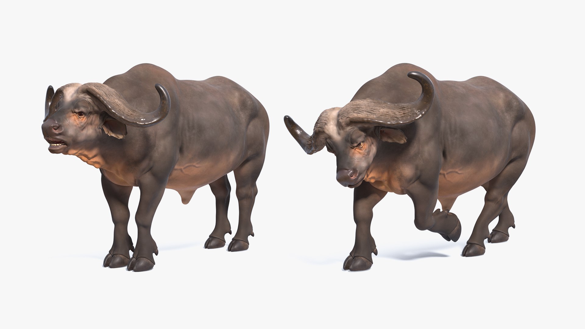 3D cape buffalo african rigged animal https://p.turbosquid.com/ts-thumb/6W/1l8I46/cvbijSxB/capebuffaloafricanbuffalorigged3dmodel010/jpg/1590712826/1920x1080/fit_q87/e546ae60b1b7b4986aa1dfba1c880553ad975e35/capebuffaloafricanbuffalorigged3dmodel010.jpg