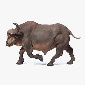 Cape Buffalo African Buffalo Rigged