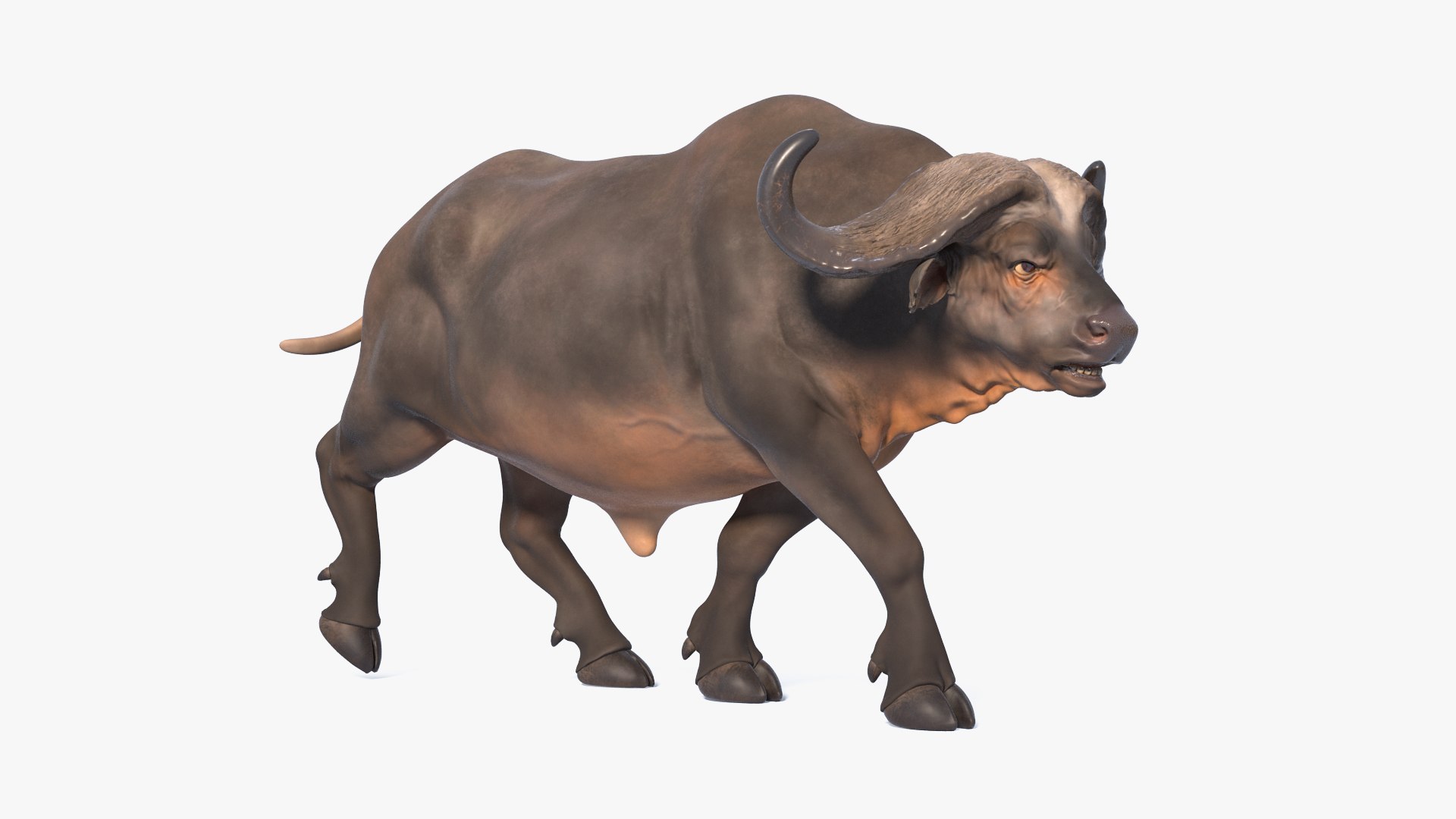 3D cape buffalo african rigged animal https://p.turbosquid.com/ts-thumb/6W/1l8I46/zK606KE9/capebuffaloafricanbuffalorigged3dmodel011/jpg/1590712835/1920x1080/fit_q87/3338c7e948bb77e42890ce8265dc451b4f95d5ee/capebuffaloafricanbuffalorigged3dmodel011.jpg