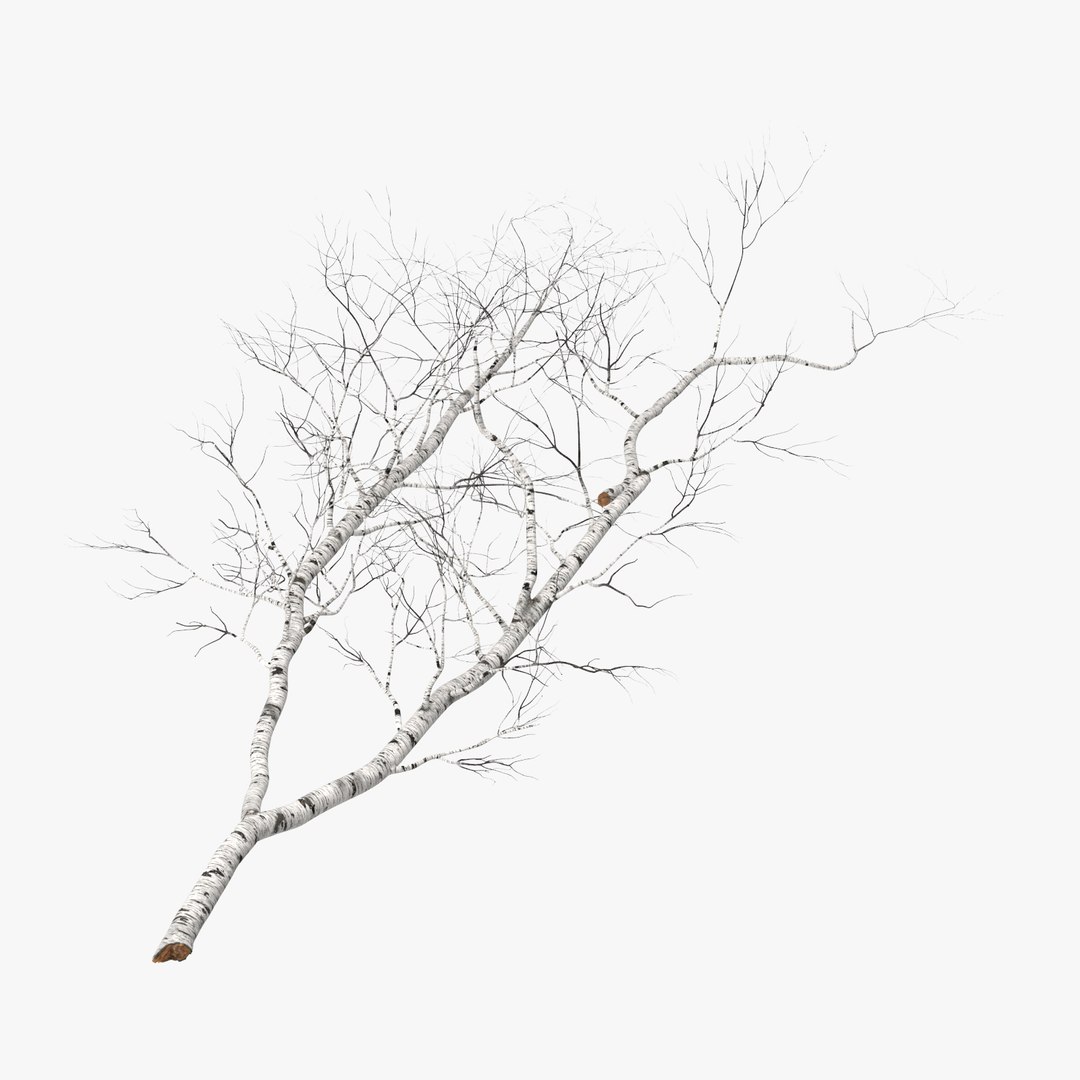 nature object 3d c4d https://p.turbosquid.com/ts-thumb/6W/8Q7E9G/HnsHmaF2/fallen_logs_birch_01_001_thumbnail_square0000/jpg/1468326437/1920x1080/fit_q87/2d834f70f8344d95d39b5bc5fcb5e7985542df00/fallen_logs_birch_01_001_thumbnail_square0000.jpg