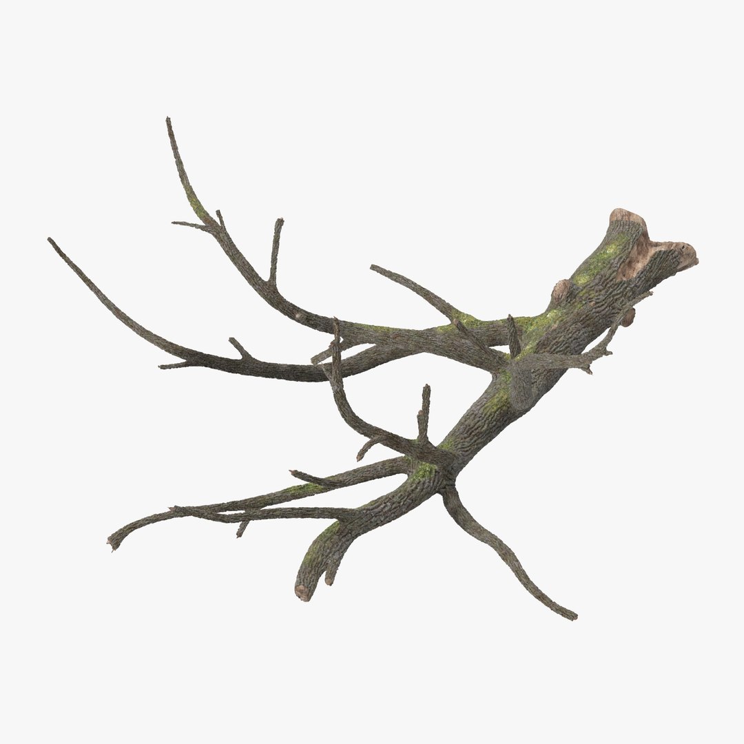 nature object 3d c4d https://p.turbosquid.com/ts-thumb/6W/8Q7E9G/SpxjRs8r/fallen_logs_oak_01_002_thumbnail_square0000/jpg/1468328126/1920x1080/fit_q87/45e998edaeea3e81d8e839a73dbffda4cb8c4bc4/fallen_logs_oak_01_002_thumbnail_square0000.jpg