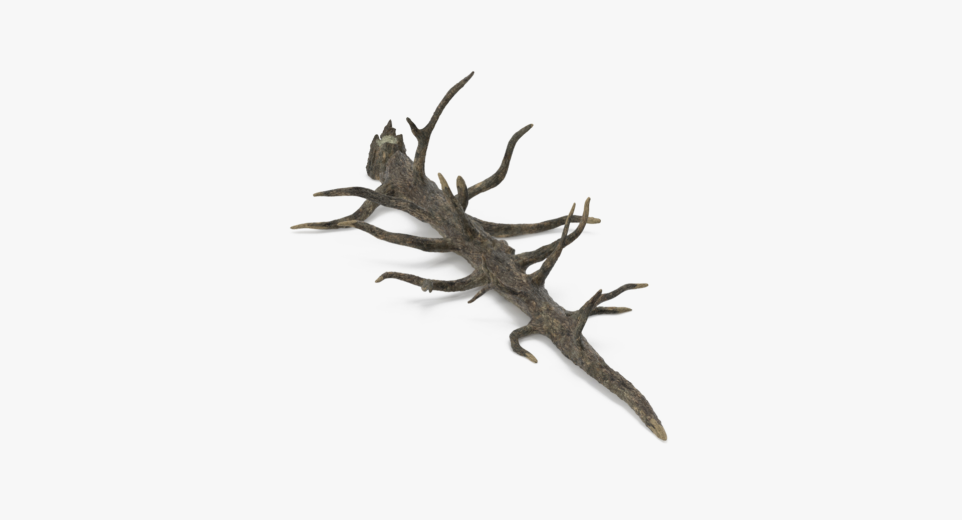 nature object 3d c4d https://p.turbosquid.com/ts-thumb/6W/8Q7E9G/p2fH3n1D/0000/jpg/1468332429/1920x1080/turn_fit_q99/2e4dceb90ea72b50d7cdb9a03766142236327c6f/0000-1.jpg