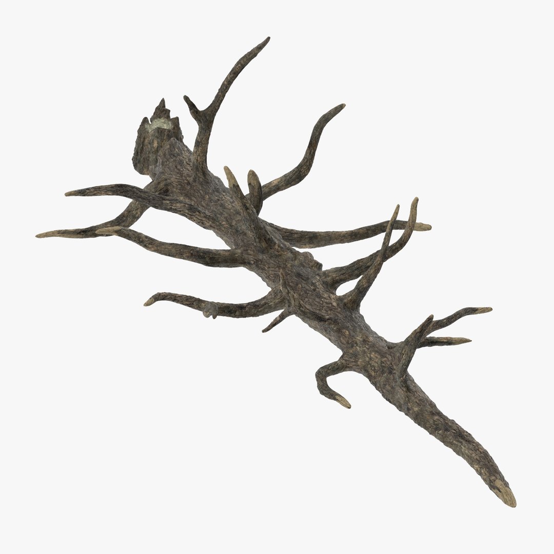nature object 3d c4d https://p.turbosquid.com/ts-thumb/6W/8Q7E9G/tfv56Rrr/fallen_tree_001_thumbnail_square0000/jpg/1468332396/1920x1080/fit_q87/7e28bc0970ee34d9680be15e48baea30c9158b70/fallen_tree_001_thumbnail_square0000.jpg