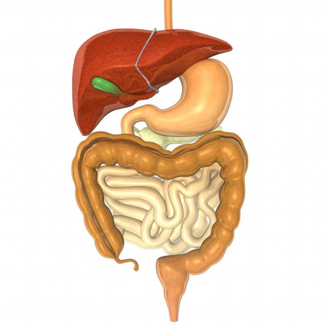 digestive esophagus liver 3d max https://p.turbosquid.com/ts-thumb/6W/8uRJKa/9mJXCJJK/digestive1_render/jpg/1292953225/1920x1080/fit_q87/3eaa58d6a2f3996957044012703efc61d51a58ad/digestive1_render.jpg