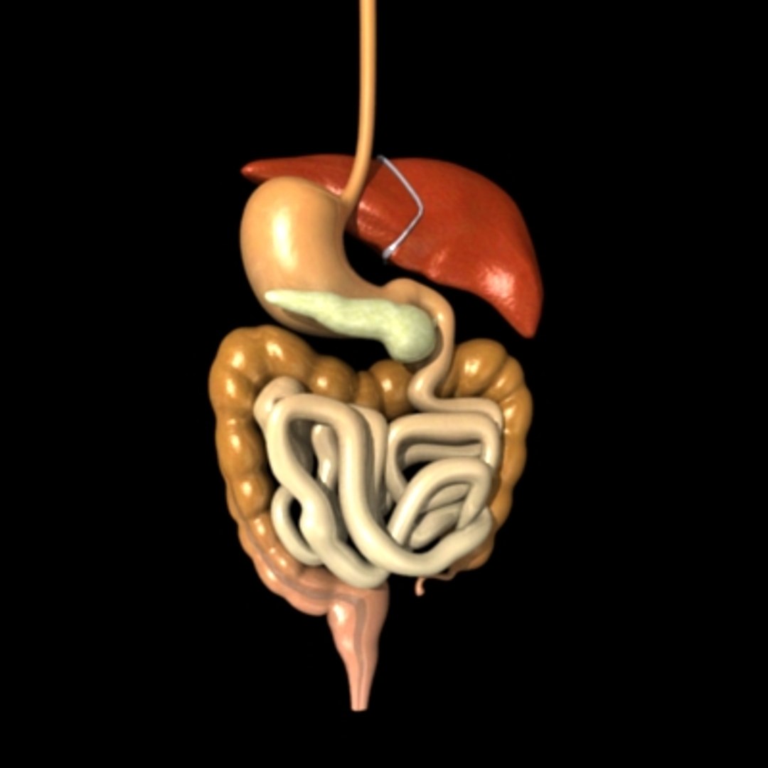 digestive esophagus liver 3d max https://p.turbosquid.com/ts-thumb/6W/8uRJKa/Je5LW14Y/digestived/jpg/1196091375/1920x1080/fit_q87/9a2f515e4406c0056f30b0d7432ed8c7470ecd5a/digestived.jpg
