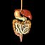 digestive system