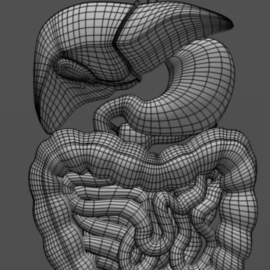 digestive esophagus liver 3d max https://p.turbosquid.com/ts-thumb/6W/8uRJKa/OsYgz1W1/digestivew2/jpg/1196091390/1920x1080/fit_q87/3ff32492476c8f283e08060a1d1756ebccf1bf39/digestivew2.jpg
