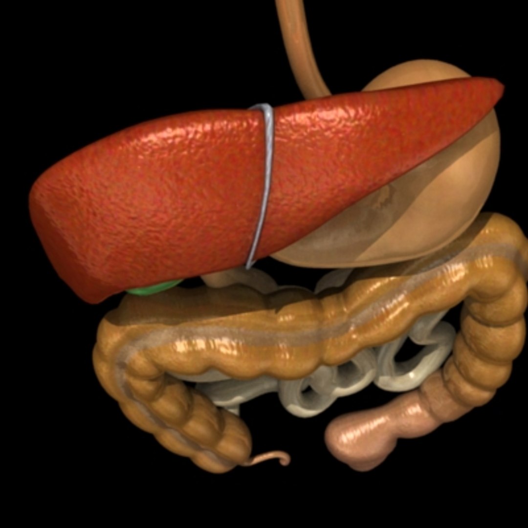 digestive esophagus liver 3d max https://p.turbosquid.com/ts-thumb/6W/8uRJKa/SlctSWa4/digestivee/jpg/1196091380/1920x1080/fit_q87/8ed23546233313548d8a4caf2b0970869d56f9e7/digestivee.jpg